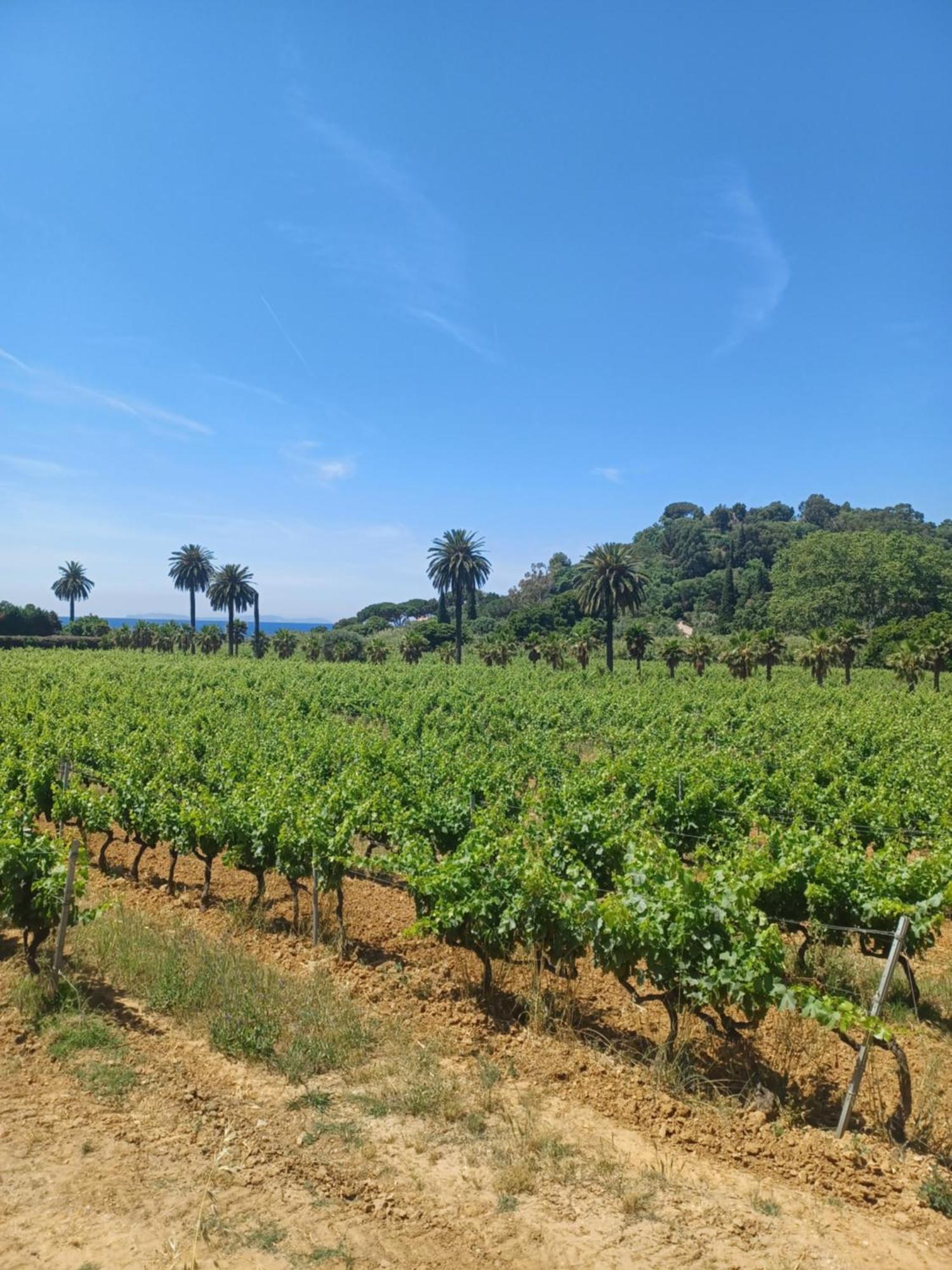 Golfe De Saint Tropez Terrasses De Sylvabelle Gigaro Apartman La Croix-Valmer Szoba fotó